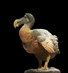 Dodo Dodo