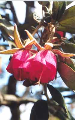 National Flower